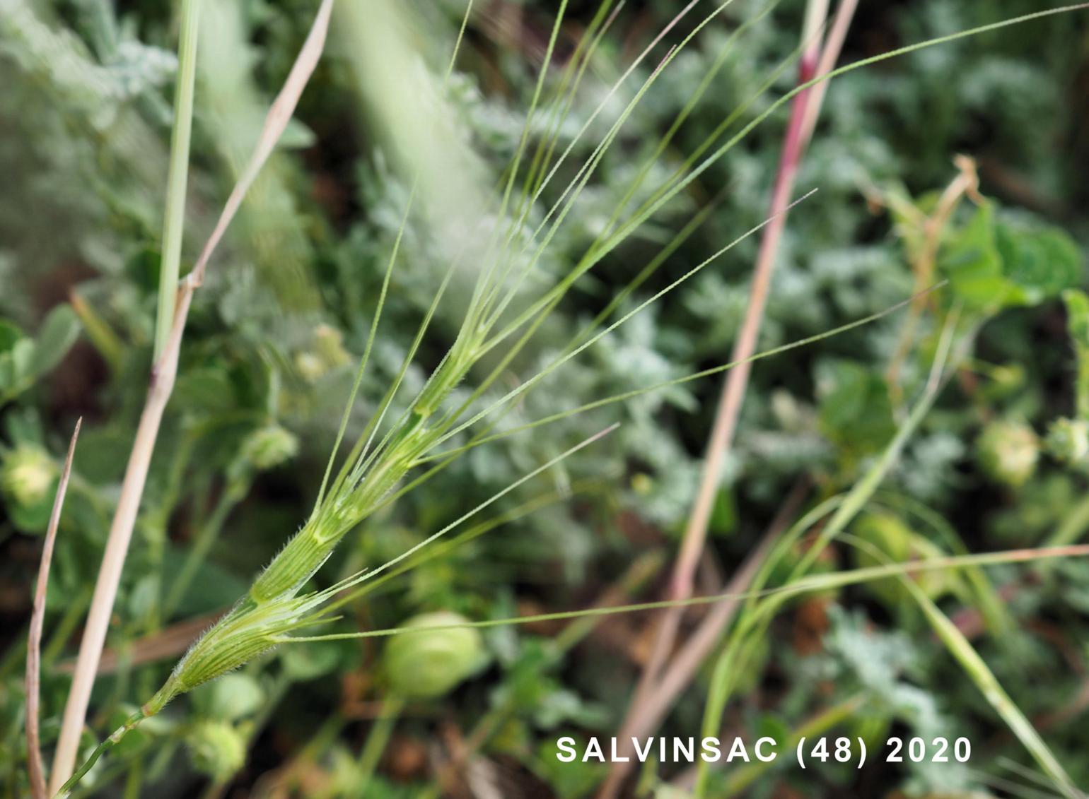 Goat grass, Barbed